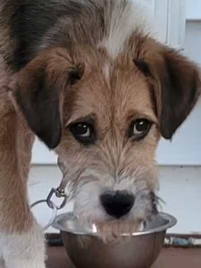 Athens County Dog Shelter - Chauncey, OH