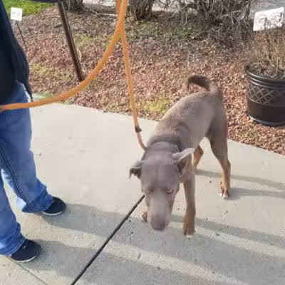 Athens County Dog Shelter - Chauncey, OH