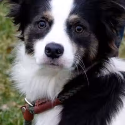 Athens County Dog Shelter - Chauncey, OH