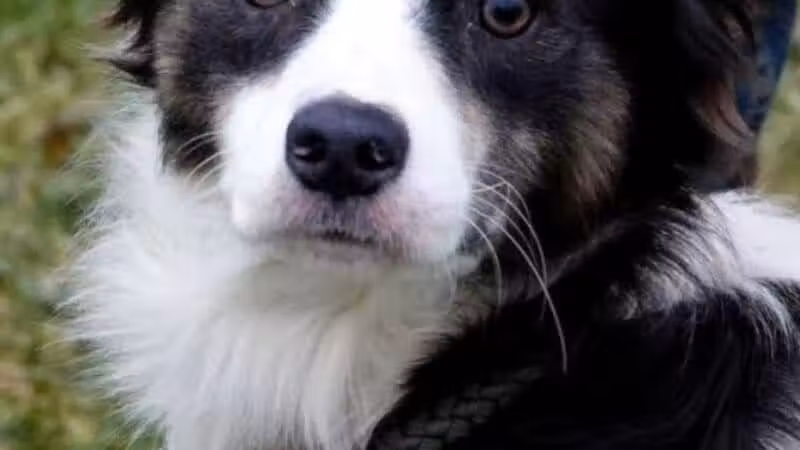 Athens County Dog Shelter - Chauncey, OH