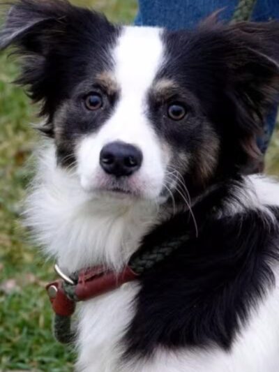 Athens County Dog Shelter - Chauncey, OH