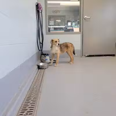 Athens County Dog Shelter - Chauncey, OH