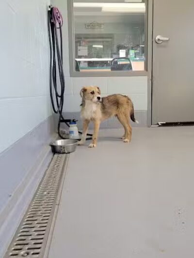 Athens County Dog Shelter - Chauncey, OH