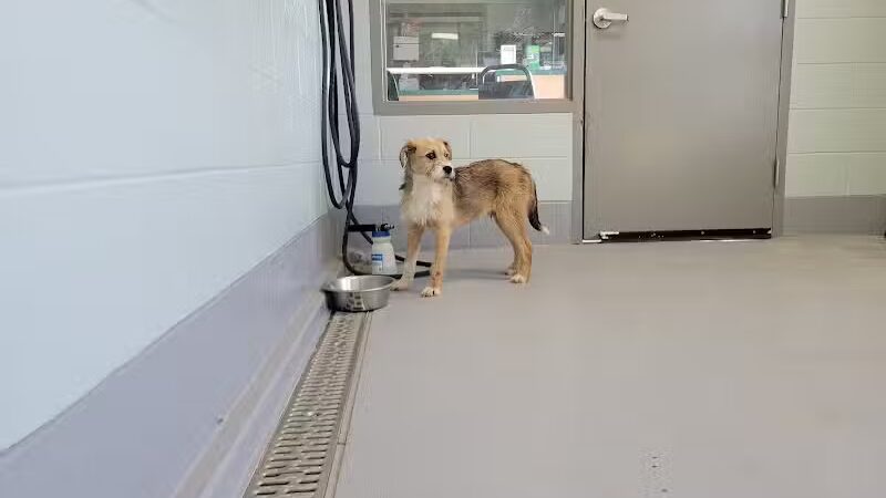 Athens County Dog Shelter - Chauncey, OH