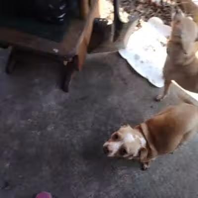 Athens County Dog Shelter - Chauncey, OH