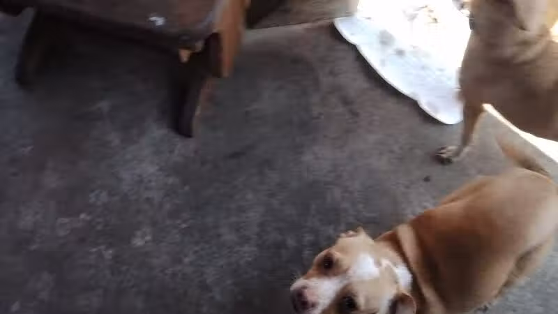 Athens County Dog Shelter - Chauncey, OH