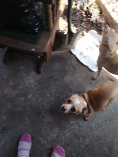 Athens County Dog Shelter - Chauncey, OH