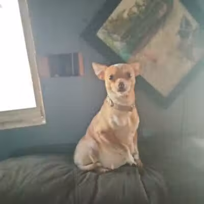 Athens County Dog Shelter - Chauncey, OH