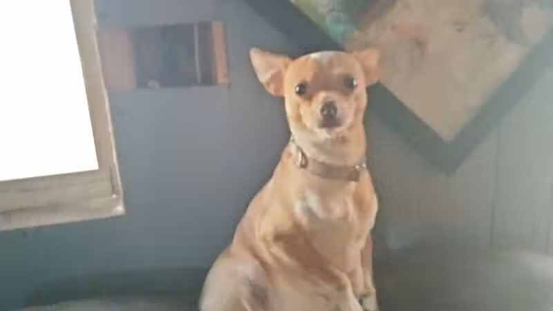 Athens County Dog Shelter - Chauncey, OH