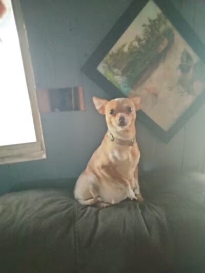 Athens County Dog Shelter - Chauncey, OH