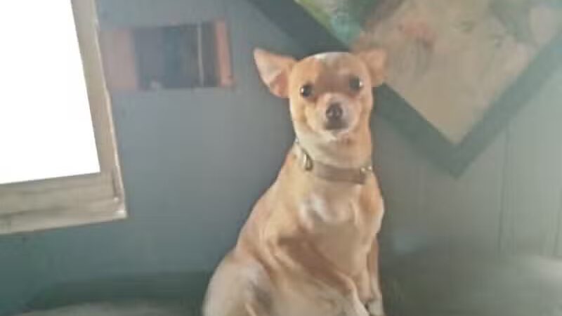 Athens County Dog Shelter - Chauncey, OH