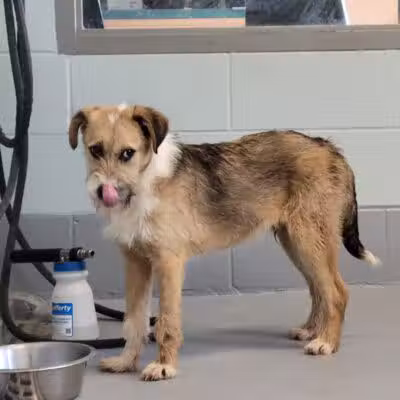Athens County Dog Shelter - Chauncey, OH