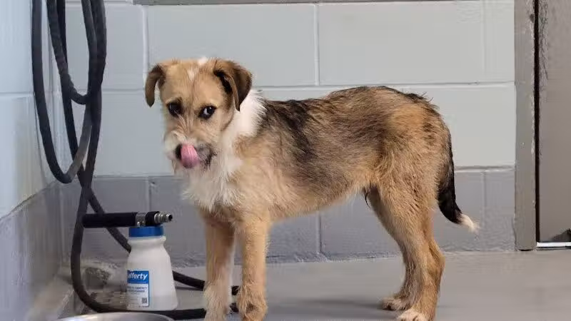 Athens County Dog Shelter - Chauncey, OH