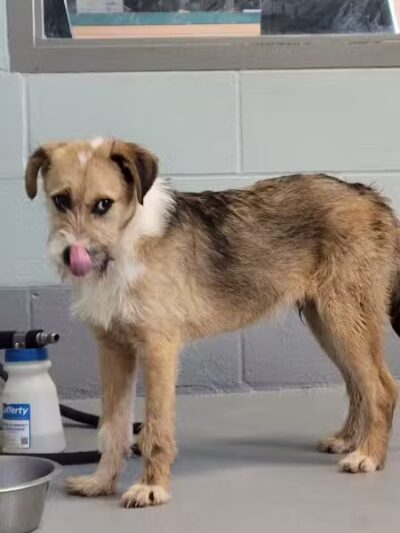 Athens County Dog Shelter - Chauncey, OH