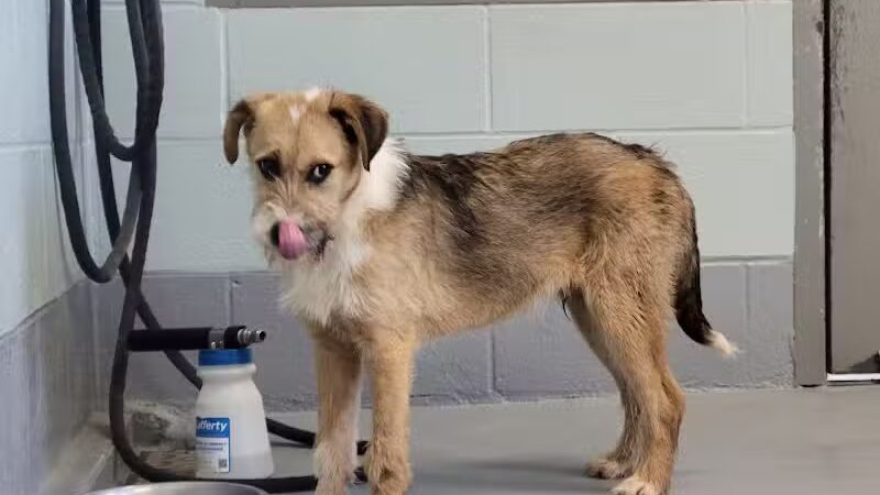 Athens County Dog Shelter - Chauncey, OH