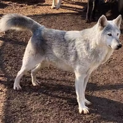 Southern Ohio Wolf Sanctuary - Chesapeake, OH