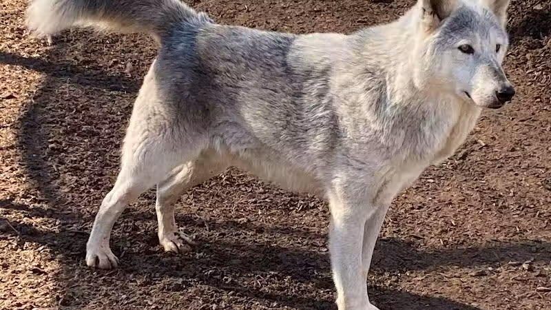 Southern Ohio Wolf Sanctuary - Chesapeake, OH