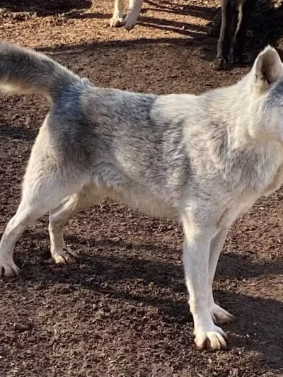 Southern Ohio Wolf Sanctuary - Chesapeake, OH