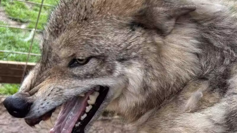Southern Ohio Wolf Sanctuary - Chesapeake, OH