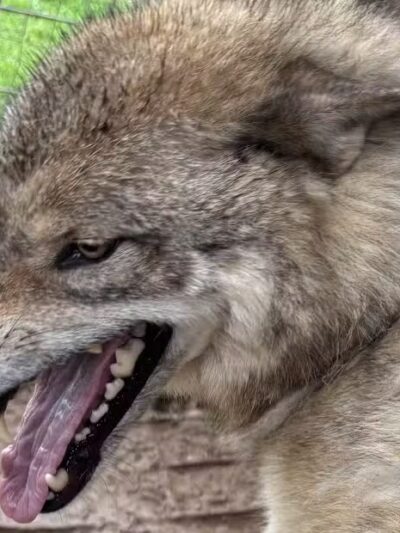 Southern Ohio Wolf Sanctuary - Chesapeake, OH