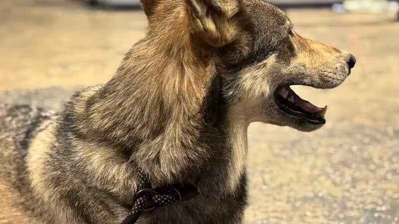 Southern Ohio Wolf Sanctuary - Chesapeake, OH