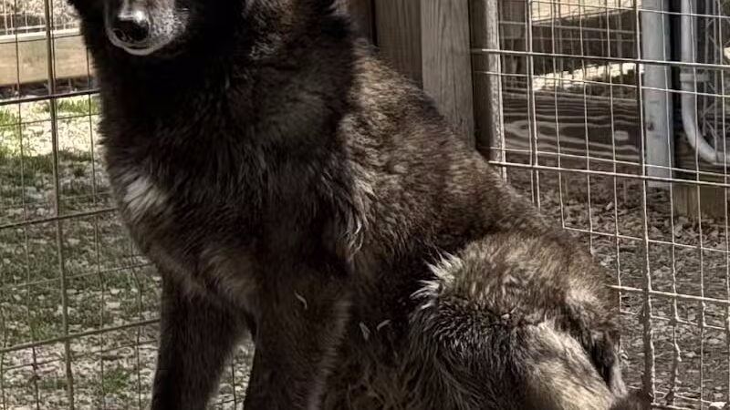 Southern Ohio Wolf Sanctuary - Chesapeake, OH