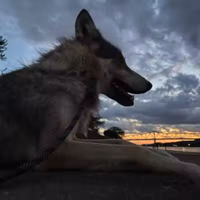 Southern Ohio Wolf Sanctuary - Chesapeake, OH