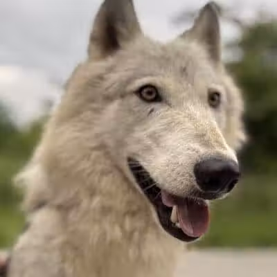 Southern Ohio Wolf Sanctuary - Chesapeake, OH