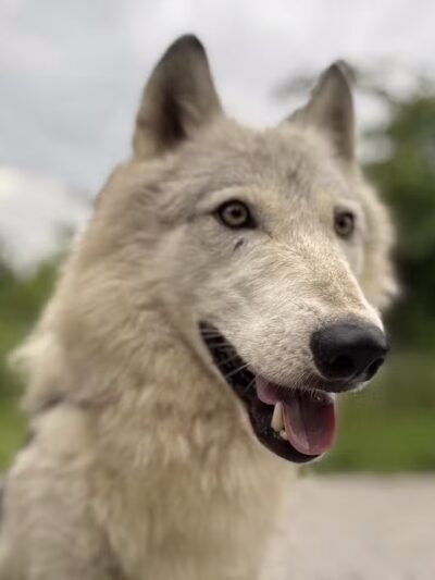 Southern Ohio Wolf Sanctuary - Chesapeake, OH