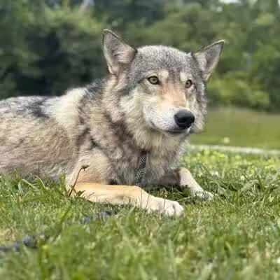 Southern Ohio Wolf Sanctuary - Chesapeake, OH