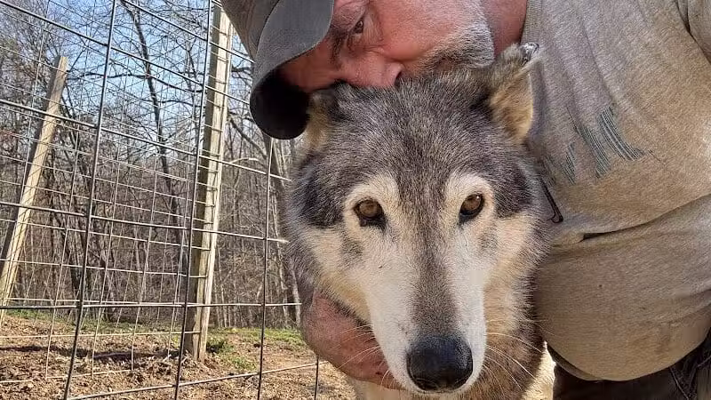Southern Ohio Wolf Sanctuary - Chesapeake, OH