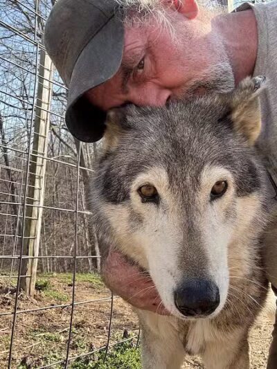 Southern Ohio Wolf Sanctuary - Chesapeake, OH
