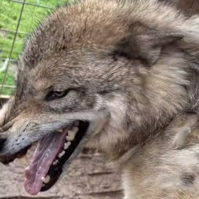 Southern Ohio Wolf Sanctuary - Chesapeake, OH