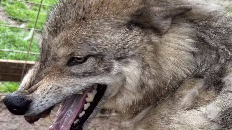 Southern Ohio Wolf Sanctuary - Chesapeake, OH