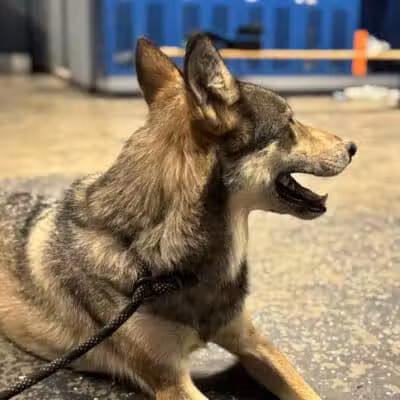 Southern Ohio Wolf Sanctuary - Chesapeake, OH