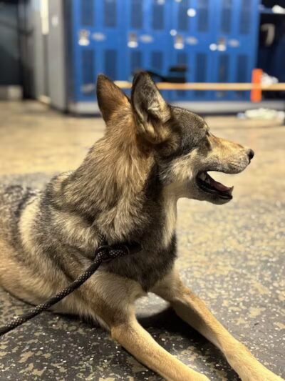 Southern Ohio Wolf Sanctuary - Chesapeake, OH