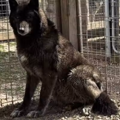 Southern Ohio Wolf Sanctuary - Chesapeake, OH