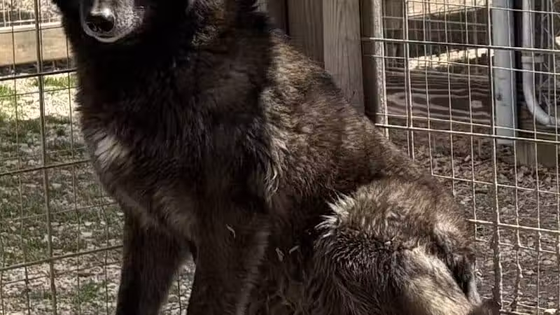 Southern Ohio Wolf Sanctuary - Chesapeake, OH