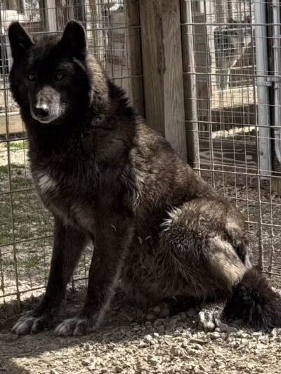 Southern Ohio Wolf Sanctuary - Chesapeake, OH