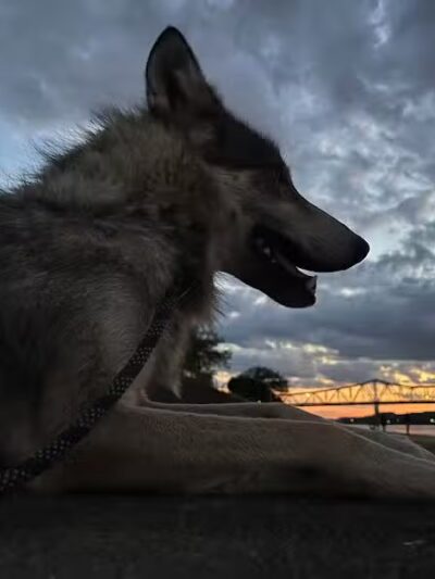 Southern Ohio Wolf Sanctuary - Chesapeake, OH