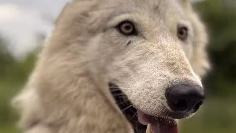 Southern Ohio Wolf Sanctuary - Chesapeake, OH