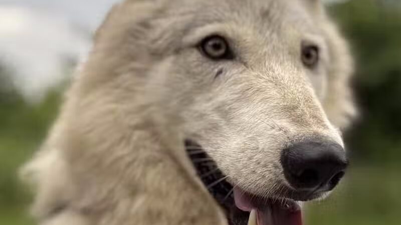 Southern Ohio Wolf Sanctuary - Chesapeake, OH