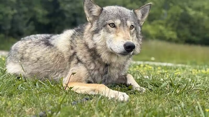 Southern Ohio Wolf Sanctuary - Chesapeake, OH