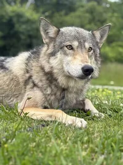 Southern Ohio Wolf Sanctuary - Chesapeake, OH