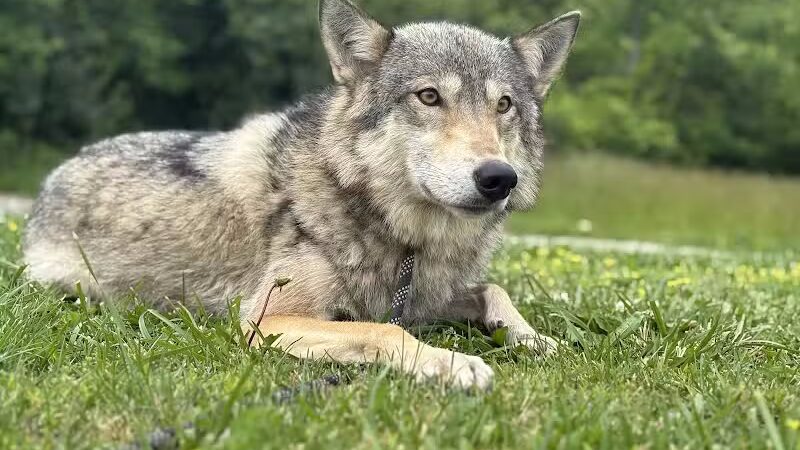 Southern Ohio Wolf Sanctuary - Chesapeake, OH