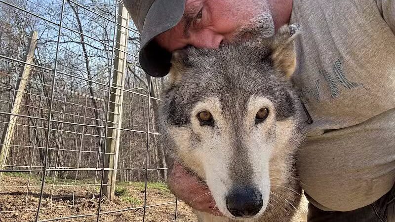Southern Ohio Wolf Sanctuary - Chesapeake, OH