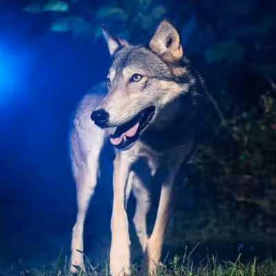 Southern Ohio Wolf Sanctuary - Chesapeake, OH