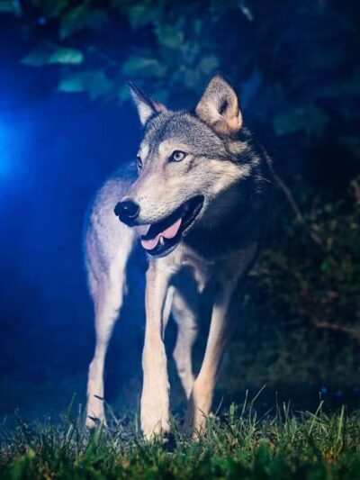 Southern Ohio Wolf Sanctuary - Chesapeake, OH
