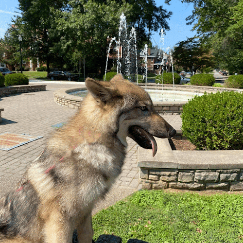 Southern Ohio Wolf Sanctuary - Chesapeake, OH