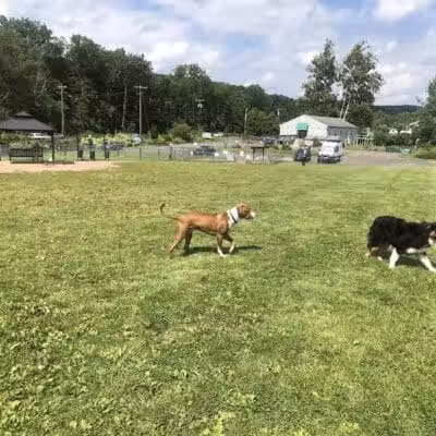 Cheshire Dog Park - Cheshire, CT